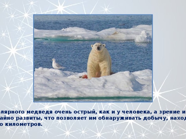 Слух полярного медведя очень острый, как и у человека, а зрение и нюх необычайно развиты, что позволяет им обнаруживать добычу, находящуюся за много километров. 