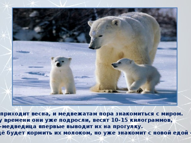 Но вот приходит весна, и медвежатам пора знакомиться с миром. К этому времени они уже подросли, весят 10-15 килограммов, и мама-медведица впервые выводит их на прогулку. Она ещё будет кормить их молоком, но уже знакомит с новой едой – рыбой. 