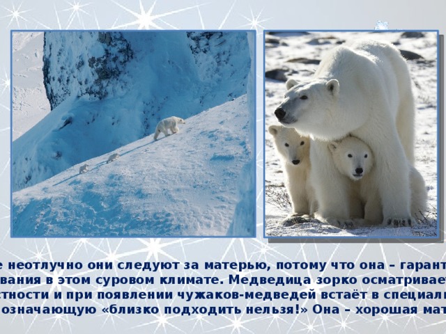 Везде неотлучно они следуют за матерью, потому что она – гарантия их выживания в этом суровом климате. Медведица зорко осматривает окрестности и при появлении чужаков-медведей встаёт в специальную позу, означающую «близко подходить нельзя!» Она – хорошая мать. 