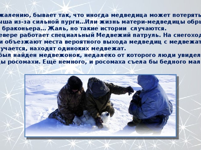 К сожалению, бывает так, что иногда медведица может потерять малыша из-за сильной пурги…Или жизнь матери-медведицы обрывает пуля браконьера… Жаль, но такие истории случаются. На севере работает специальный Медвежий патруль. На снегоходах люди объезжают места вероятного выхода медведиц с медвежатами, и, случается, находят одиноких медвежат. Так был найден медвежонок, недалеко от которого люди увидели следы росомахи. Ещё немного, и росомаха съела бы бедного малыша… 