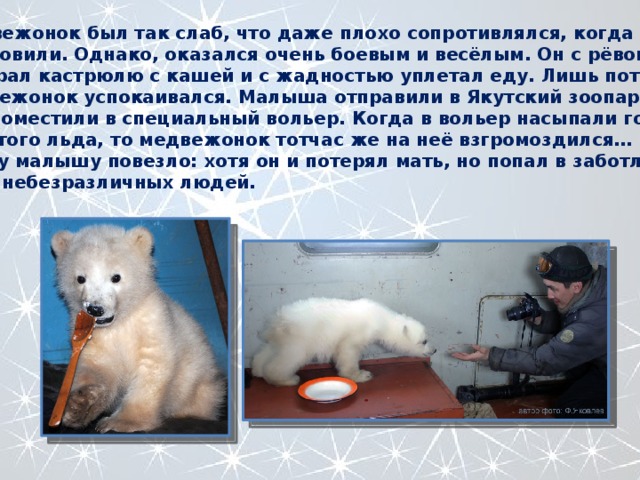 Медвежонок был так слаб, что даже плохо сопротивлялся, когда его ловили. Однако, оказался очень боевым и весёлым. Он с рёвом отбирал кастрюлю с кашей и с жадностью уплетал еду. Лишь потом медвежонок успокаивался. Малыша отправили в Якутский зоопарк, где поместили в специальный вольер. Когда в вольер насыпали горку колотого льда, то медвежонок тотчас же на неё взгромоздился… Этому малышу повезло: хотя он и потерял мать, но попал в заботливые руки небезразличных людей. 