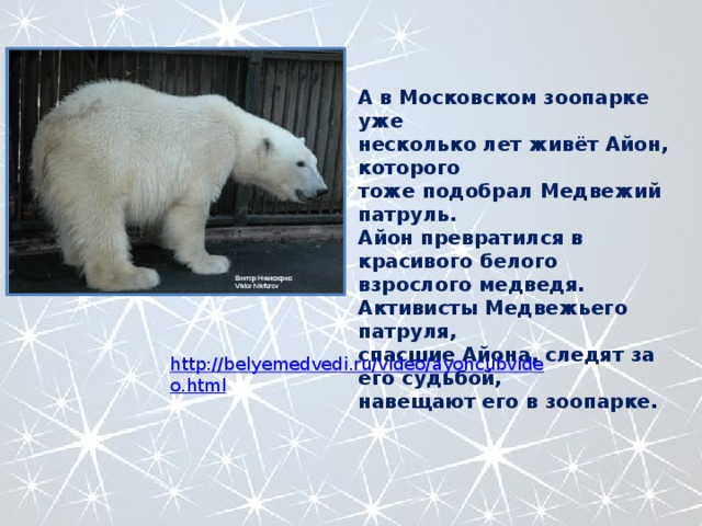 А в Московском зоопарке уже несколько лет живёт Айон, которого тоже подобрал Медвежий патруль. Айон превратился в красивого белого взрослого медведя. Активисты Медвежьего патруля, спасшие Айона, следят за его судьбой, навещают его в зоопарке. 