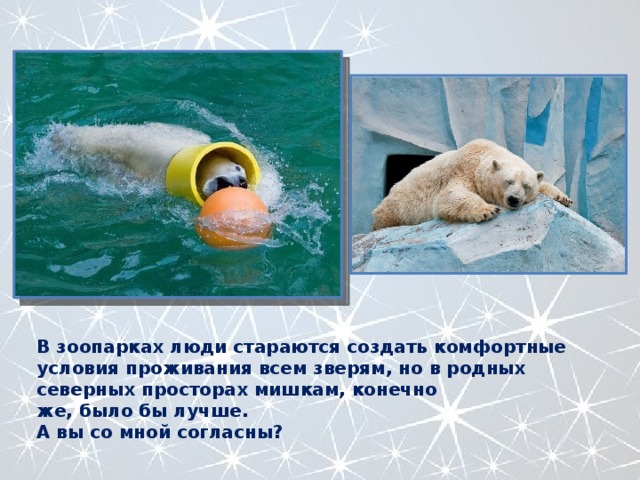 В зоопарках люди стараются создать комфортные условия проживания всем зверям, но в родных северных просторах мишкам, конечно же, было бы лучше. А вы со мной согласны? 