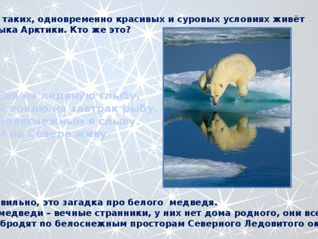 Вот в таких, одновременно красивых и суровых условиях живёт владыка Арктики. Кто же это? Сев на ледяную глыбу, Я ловлю на завтрак рыбу. Белоснежным я слыву И на Севере живу. Да, правильно, это загадка про белого медведя. Белые медведи – вечные странники, у них нет дома родного, они всегда в пути, бродят по белоснежным просторам Северного Ледовитого океана… 