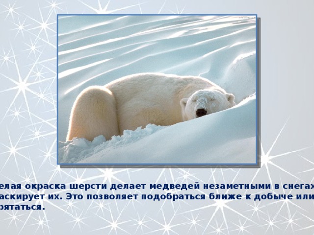 Какого цвета белые медведи под шерстью. Какое значение для белого медведя имеет окраска шерсти. Какое значение для белого медведя имеет окраска. Белый медведь арктика 4 класс. Строение белого медведя.