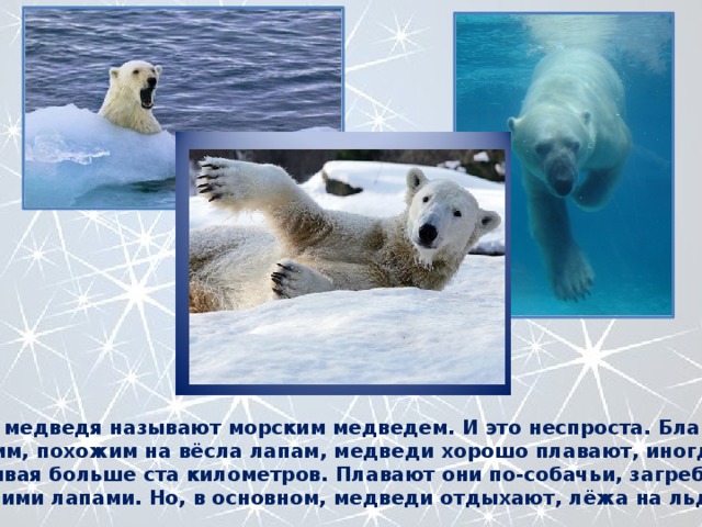 Белого медведя называют морским медведем. И это неспроста. Благодаря большим, похожим на вёсла лапам, медведи хорошо плавают, иногда проплывая больше ста километров. Плавают они по-собачьи, загребая передними лапами. Но, в основном, медведи отдыхают, лёжа на льдинах. 