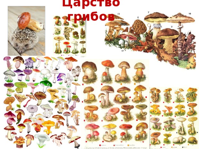 Царство грибов 