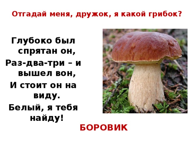 Отгадай меня, дружок, я какой грибок? Глубоко был спрятан он, Раз-два-три – и вышел вон, И стоит он на виду. Белый, я тебя найду! БОРОВИК 