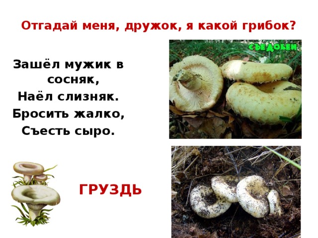Отгадай меня, дружок, я какой грибок? Зашёл мужик в сосняк, Наёл слизняк. Бросить жалко, Съесть сыро. ГРУЗДЬ 