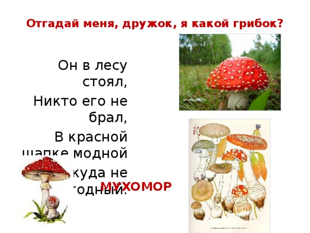 Отгадай меня, дружок, я какой грибок? Он в лесу стоял, Никто его не брал, В красной шапке модной Никуда не годный. МУХОМОР 