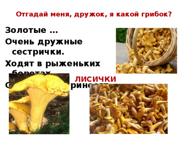 Отгадай меня, дружок, я какой грибок? Золотые … Очень дружные сестрички. Ходят в рыженьких беретах, Осень в лес приносят летом. ЛИСИЧКИ 