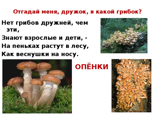 Отгадай меня, дружок, я какой грибок? Нет грибов дружней, чем эти, Знают взрослые и дети, - На пеньках растут в лесу, Как веснушки на носу. ОПЁНКИ 