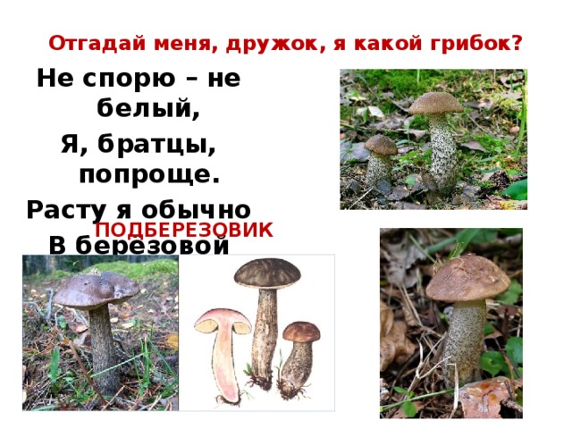 Отгадай меня, дружок, я какой грибок? Не спорю – не белый, Я, братцы, попроще. Расту я обычно В берёзовой роще. ПОДБЕРЕЗОВИК 