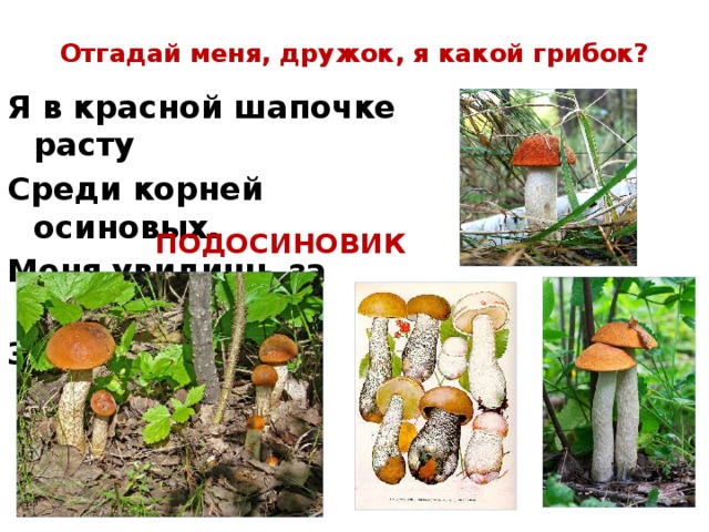 Отгадай меня, дружок, я какой грибок? Я в красной шапочке расту Среди корней осиновых. Меня увидишь за версту, - Зовусь я - …. ПОДОСИНОВИК 