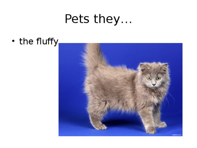 Pets they… the fluffy 