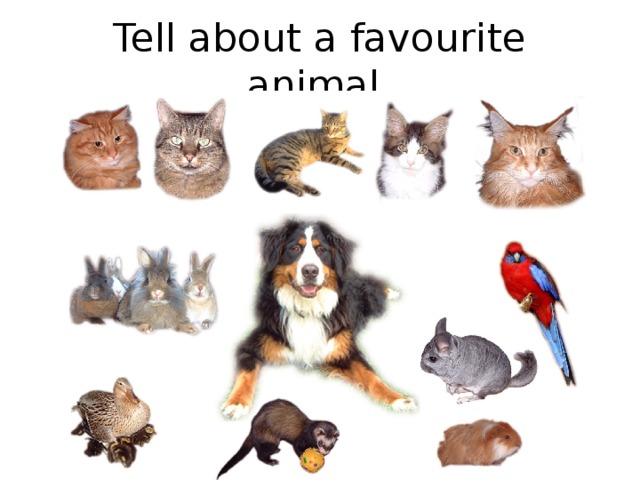 Tell about a favourite animal. 
