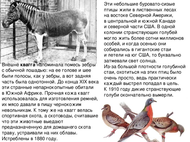 Эти небольшие буровато-сизые птицы жили в лиственных лесах на востоке Северной Америки, в центральной и южной Канаде и северной части США. В одной колонии странствующих голубей могло жить более сотни миллионов особей, и когда осенью они собирались в гигантские стаи и летели на юг США, то буквально затмевали свет солнца. Из-за большой плотности голубиной стаи, охотиться на этих птиц было очень просто, ведь практически каждый выстрел попадал в цель. К 1910 году дикие странствующие голуби окончательно вымерли. Внешне квагга напоминала помесь зебры с обычной лошадью: на ее голове и шее были полосы, как у зебры, а вот задняя часть была однотонной. До конца XIX века эти странные непарнокопытные обитали в Южной Африке. Прочная кожа квагг использовалась для изготовления ремней, их мясо давали в пищу чернокожим невольникам. К тому же на квагг велась спортивная охота, а скотоводы, считавшие, что эти животные выедают предназначенную для домашнего скота траву, устраивали на них облавы. Истреблены в 1880 году. 