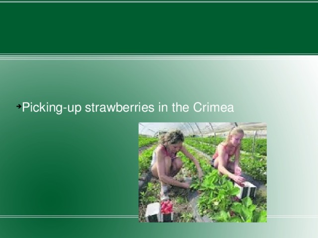 Picking-up strawberries in the Crimea 