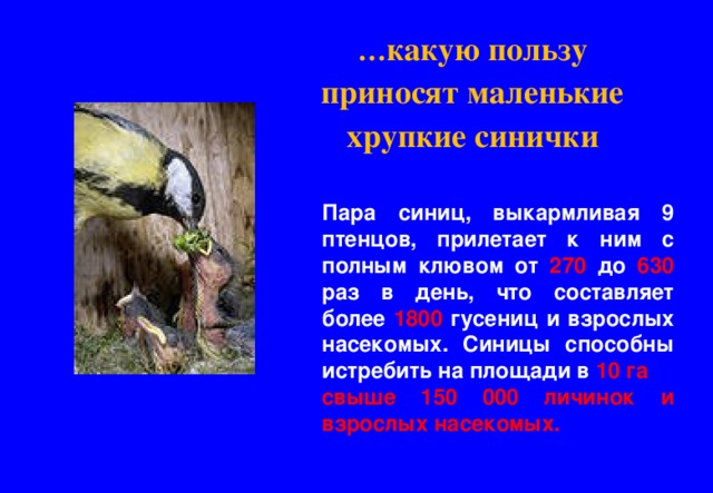 … какую пользу приносят маленькие хрупкие синички Пара синиц, выкармливая 9 птенцов, прилетает к ним с полным клювом от 270 до 630 раз в день, что составляет более 1800 гусениц и взрослых насекомых. Синицы способны истребить на площади в 10 га свыше 150 000 личинок и взрослых насекомых. 