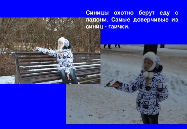 Синицы охотно берут еду с ладони. Самые доверчивые из синиц - гаички. 