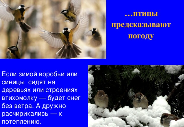 … птицы предсказывают погоду Если зимой воробьи или синицы сидят на деревьях или строениях втихомолку — будет снег без ветра. А дружно расчирикались — к потеплению. 