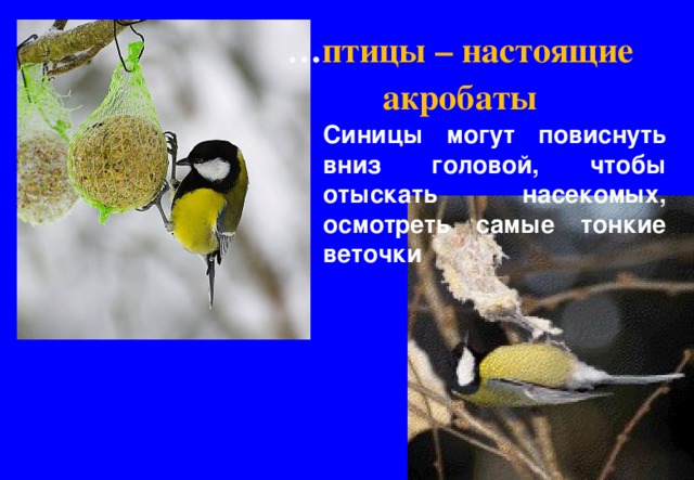 … птицы – настоящие акробаты Синицы могут повиснуть вниз головой, чтобы отыскать насекомых, осмотреть самые тонкие веточки 