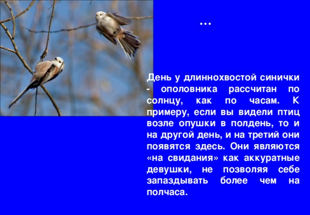 … День у длиннохвостой синички - ополовника рассчитан по солнцу, как по часам. К примеру, если вы видели птиц возле опушки в полдень, то и на другой день, и на третий они появятся здесь. Они являются «на свидания» как аккуратные девушки, не позволяя себе запаздывать более чем на полчаса. 