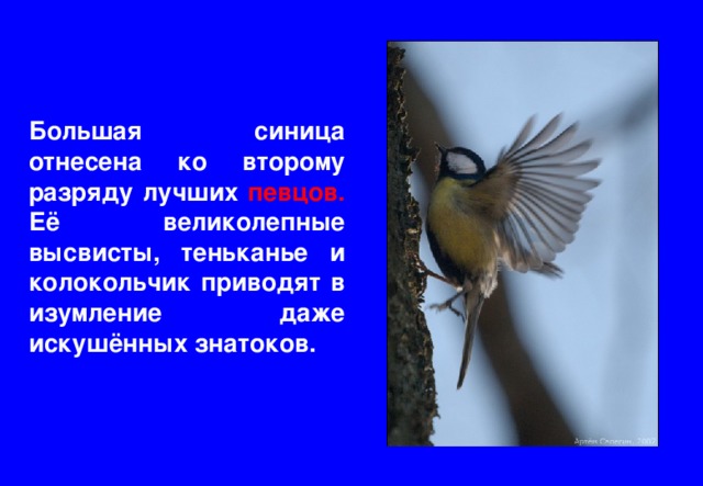 … Большая синица отнесена ко второму разряду лучших певцов. Её великолепные высвисты, теньканье и колокольчик приводят в изумление даже искушённых знатоков. 