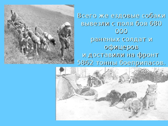  . Всего же ездовые собаки вывезли с поля боя 680 000  раненых солдат и офицеров  и доставили на фронт  5862 тонны боеприпасов. 