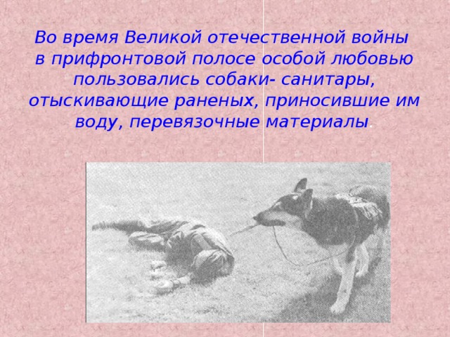 Во время Великой отечественной войны в прифронтовой полосе особой любовью пользовались собаки- санитары, отыскивающие раненых, приносившие им воду, перевязочные материалы . 