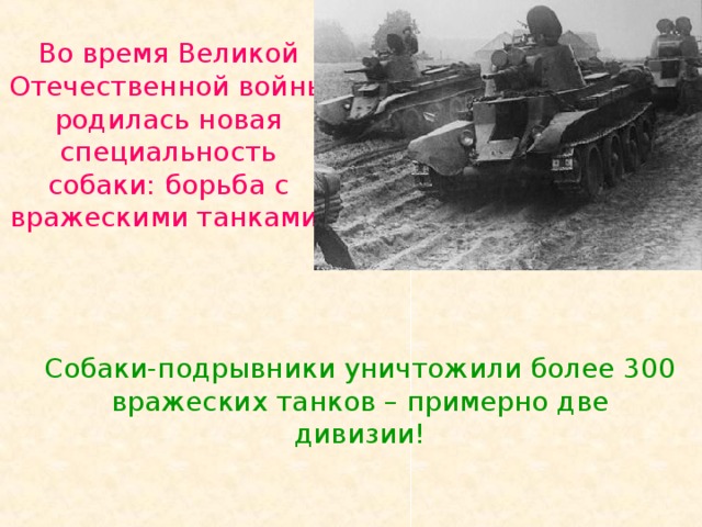Во время Великой Отечественной войны родилась новая специальность собаки: борьба с вражескими танками. Собаки-подрывники уничтожили более 300 вражеских танков – примерно две дивизии! 