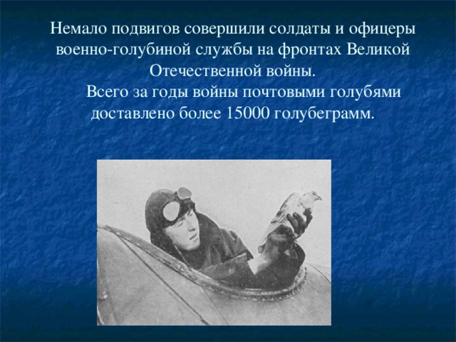  Немало подвигов совершили солдаты и офицеры военно-голубиной службы на фронтах Великой Отечественной войны.       Всего за годы войны почтовыми голубями доставлено более 15000 голубеграмм.   