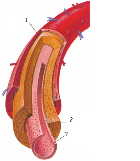 Срез сосуда. Строение стенки артерии слои. Оболочки стенки вены. Строение стенки сосуда артерии. Строение стенки артериального сосуда.