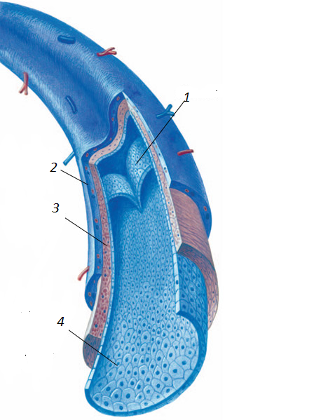 Какой кровеносный сосуд обозначен на рисунке цифрой 1