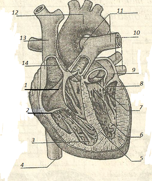Назовите части сердца обозначенные цифрами на рисунке