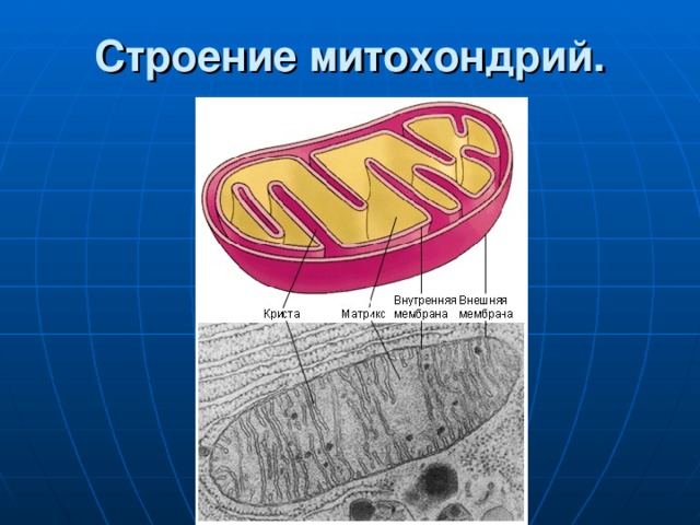 Строение митохондрий. 