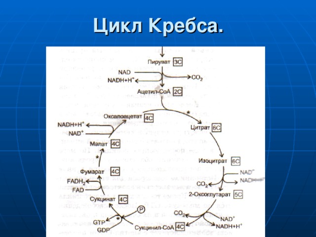 Цикл кребса фото