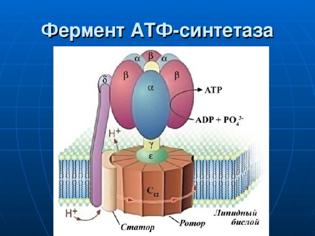 Фермент АТФ-синтетаза 