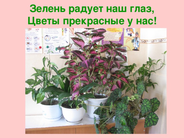 Зелень радует наш глаз,  Цветы прекрасные у нас! 