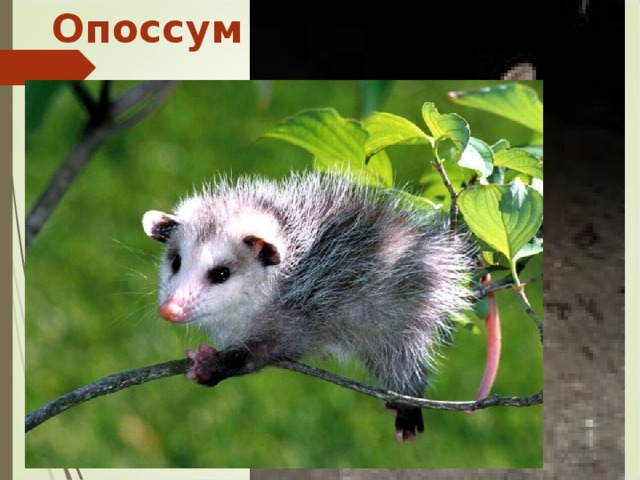 Опоссум 