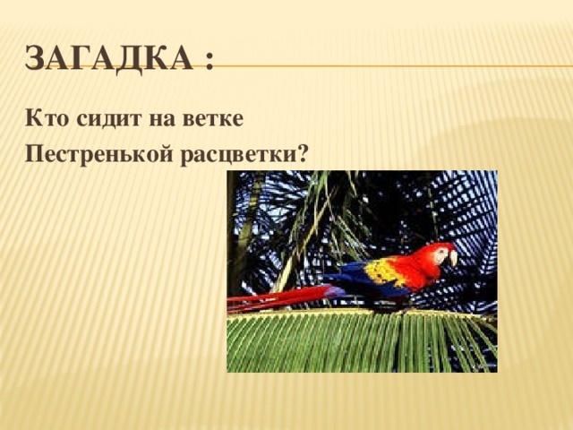 Загадка : Кто сидит на ветке Пестренькой расцветки? 