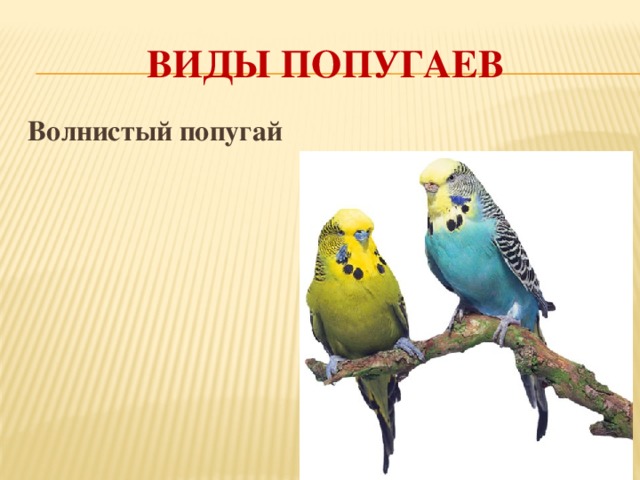 Виды попугаев Волнистый попугай 