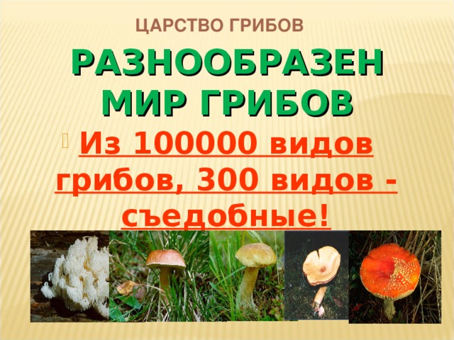 ЦАРСТВО ГРИБОВ РАЗНООБРАЗЕН  МИР ГРИБОВ Из 100000 видов грибов, 300 видов - съедобные! 