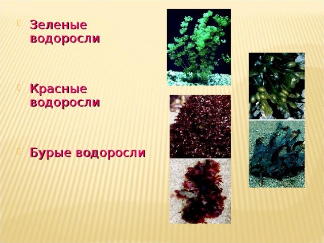 Зеленые водоросли Красные водоросли Бурые водоросли 