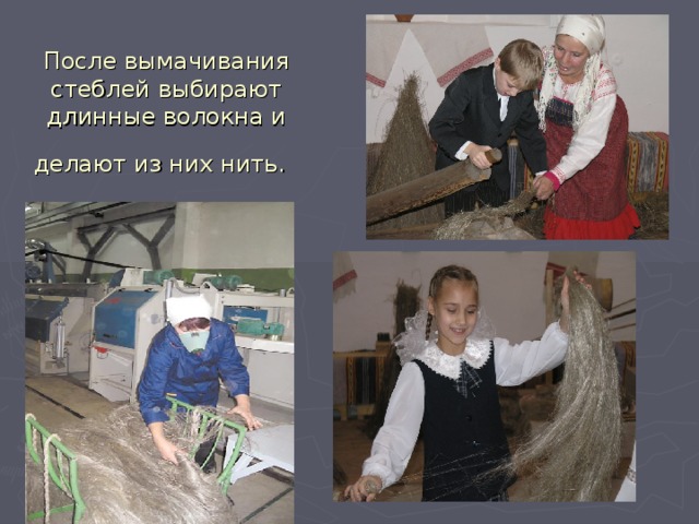  После вымачивания стеблей выбирают длинные волокна и делают из них нить.  