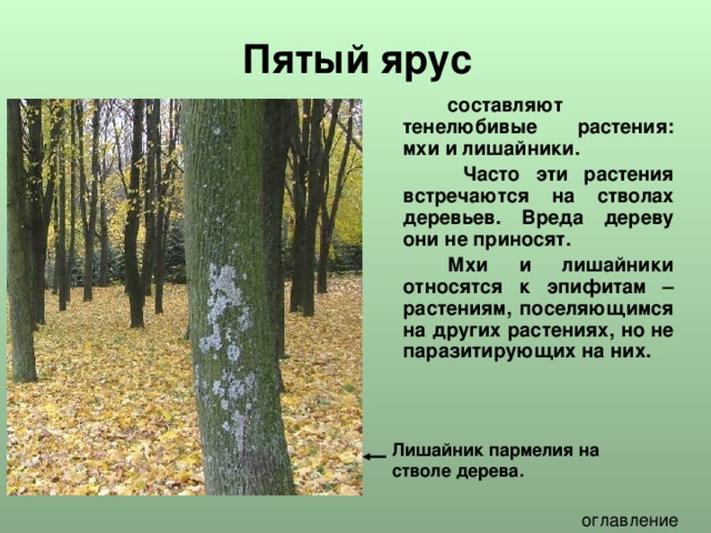 Пятый ярус   составляют тенелюбивые растения: мхи и лишайники.    Часто эти растения встречаются на стволах деревьев. Вреда дереву они не приносят.   Мхи и лишайники относятся к эпифитам – растениям, поселяющимся на других растениях, но не паразитирующих на них.  Лишайник пармелия на стволе дерева. 