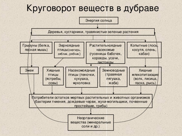  Круговорот веществ в дубраве Энергия солнца Деревья, кустарники, травянистые зеленые растения Грызуны (белка, лесная мышь) Зерноядные птицы (снегирь, зяблик, рябчик ) Растительноядные насекомые (гусеницы бабочек, короеды, усачи, листоеды Копытные (лось, косуля, олень, кабан) Насекомоядные птицы (пеночки, кукушка, мухоловка Змеи Хищные млекопитающие (волк, лисица, ласка, рысь) Земноводные (травяная лягушка, жаба) Хищные птицы (ястребы, совы) Потребители остатков мертвых растительных и животных организмов (бактерии гниения, дождевые черви, жуки-могильщики, почвенные простейшие, грибы) ( Неорганические вещества (минеральные соли и др.) 