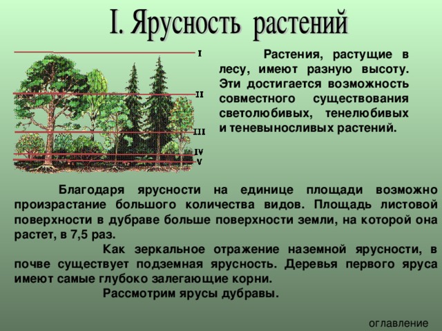  Растения, растущие в лесу, имеют разную высоту. Эти достигается возможность совместного существования светолюбивых, тенелюбивых и теневыносливых растений.  Благодаря ярусности на единице площади возможно произрастание большого количества видов. Площадь листовой поверхности в дубраве больше поверхности земли, на которой она растет, в 7,5 раз.   Как зеркальное отражение наземной ярусности, в почве существует подземная ярусность. Деревья первого яруса имеют самые глубоко залегающие корни.   Рассмотрим ярусы дубравы. 