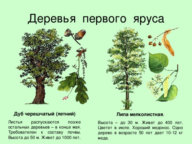 Дуб черешчатый (летний) Листья распускаются позже остальных деревьев – в конце мая. Требователен к составу почвы. Высота до 50 м. Живет до 1000 лет. Липа мелколистная Высота – до 30 м. Живет до 400 лет. Цветет в июле. Хороший медонос. Одно дерево в возрасте 50 лет дает 10-12 кг меда. 