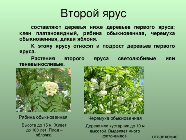   составляют деревья ниже деревьев первого яруса: клен платановидный, рябина обыкновенная, черемуха обыкновенная, дикая яблоня.   К этому ярусу относят и подрост деревьев первого яруса.   Растения второго яруса светолюбивые или теневыносливые. Высота до 15 м. Живет до 100 лет. Плод – яблочко. Дерево или кустарник до 10 м высотой. Выделяет много фитонцидов. 